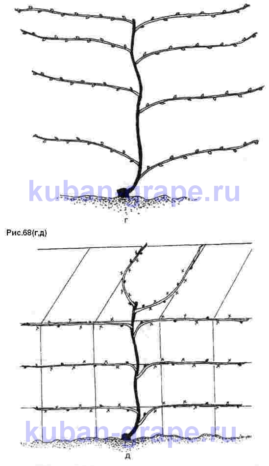 http://kuban-grape.ru/images/2009/11/r68b.jpg