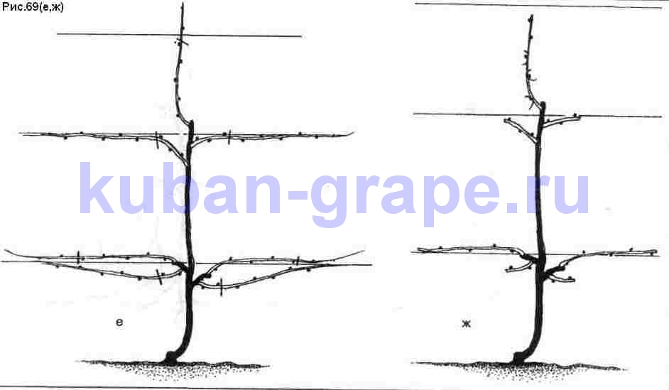 http://kuban-grape.ru/images/2009/11/r69b.jpg